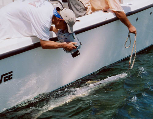  houston fishing tx saltwater fishing galveston tarpon fishing clear lake sharks louisiana kingfish fishing south shore harbour snapper league city bull sharks fishing  