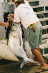  texas city fishing charters gulf of mexico angler fishing galveston charter houston tackles fishing la porte charter guide pasadena fishing trips bolivar tarpon  
